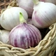 Часник одноголовий Bawang Lanang, насіння 300 шт. - зображення 3