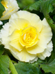 Бегонія Cascade Odorosa Yellow Flame - изображение 2