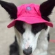 Панама для собак Hat-Dog L - малиновий - изображение 6