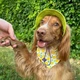 Панама для собак Hat-Dog L - лаймовий - изображение 5