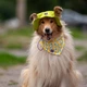 Панама для собак Hat-Dog XL - лаймовий - изображение 6