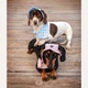 Панама для собак Hat-Dog M - рожевий - изображение 6