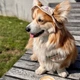 Панама для собак Hat-Dog Ананас М - бежевий - изображение 5