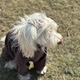 Панама для собак Hat-Dog Ананас L - бежевий - изображение 6