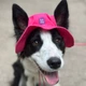 Панама для собак Hat-Dog М - малиновий - изображение 4