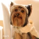 Панама для собак Hat-Dog Ананас S - бежевий - изображение 4