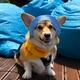 Панама для собак Hat-Dog L - блакитний - изображение 7