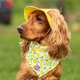 Панама для собак Hat-Dog M - жовтий - изображение 5