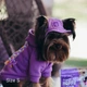 Панама для собак Hat-Dog М - лавандовий - изображение 5