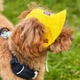 Панама для собак Hat-Dog L - жовтий - изображение 7