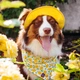 Панама для собак Hat-Dog L - жовтий - изображение 4