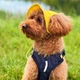 Панама для собак Hat-Dog L - жовтий - изображение 6
