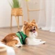 Pet Fashion Ross шлейка для собак S - зображення 5