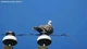 Телеобъектив с ручным зумом Lightdow 420-800mm f/8.3-16 - изображение 8