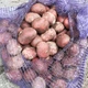 Насіннєва картопля Балтік Роуз 1 кг, 60-90 днів 2 репродукція - изображение 5