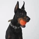 Игрушка для собак Collar Liker 9 Мячик для собак крупных пород (6295) - изображение 9