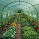 Теплица садовая пленочная армированная 12×3×2 м парник 36 м2 з вікнами Garden Line - изображение 3