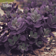 Очиток (Sedum) Sunsparkler Plum Dazzled Stonecrop - изображение 2