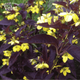 Вербейник війчастий Firecracker (Lysimachia ciliata Firecracker) контейнер Р9 - зображення 1