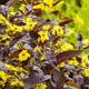 Вербейник війчастий Firecracker (Lysimachia ciliata Firecracker) контейнер Р9 - зображення 2