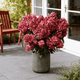 Гортензия метельчатая Петит Стар. (Hydrangea paniculata Petite Star) С3, 5лет - изображение 2