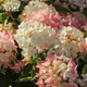 Гортензия метельчатая Петит Стар. (Hydrangea paniculata Petite Star) С3, 5лет - изображение 3