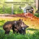 4G фотопастка з сонячною панеллю Suntek MINI900PRO 30MP, 2K/4K, нічне бачення, PIR датчик, SIM + додаток LIVE ONLINE режим - зображення 8