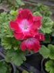 Королевская пеларгония Melva Dark Red, саженец в 100-граммовом стаканчике - изображение 3