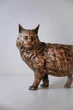 Статуэтка кота мейн-кун из натурального бука (высота 13,5 см) - изображение 8