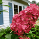 Гортензия метельчатая 'Magical Vesuvio' (Hydrangea paniculata Magical Vesuvio) 5-летняя, горшок С3 - изображение 1