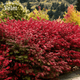 Бересклет європейський Ред Каскад. (Euonymus europaeus Red Cascade) С5 - зображення 2