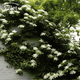 Гортензия плетистая Петиоларис. (Hydrangea anomala Petiolaris) С7,5 высота 80-90см - изображение 6