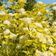 Пухироплідник калинолистий Dart’s Gold (Physocarpus opulifolius Dart’s Gold) С2 - зображення 1
