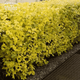 Пухироплідник калинолистий Dart’s Gold (Physocarpus opulifolius Dart’s Gold) С2 - зображення 2