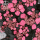 Гортензия пильчатая Daredevil (Hydrangea serrata Daredevil) C7.5 - изображение 1