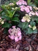 Гортензия пильчатая Daredevil (Hydrangea serrata Daredevil) C7.5 - изображение 3