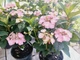 Гортензия пильчатая Daredevil (Hydrangea serrata Daredevil) C7.5 - изображение 4