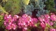 Гортензия пильчатая Daredevil (Hydrangea serrata Daredevil) C7.5 - изображение 6