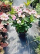 Гортензия пильчатая Daredevil (Hydrangea serrata Daredevil) C7.5 - изображение 7