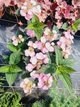 Гортензия пильчатая Daredevil (Hydrangea serrata Daredevil) C7.5 - изображение 8