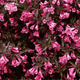 Вейгела Alexandra (Weigela florida Alexandra) С2 - зображення 1