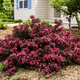 Вейгела Alexandra (Weigela florida Alexandra) С2 - зображення 2