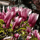 Магнолія гібридна Сюзан / Magnolia hybrida Susan C25 - зображення 1