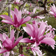 Магнолія гібридна Сюзан / Magnolia hybrida Susan C25 - зображення 2
