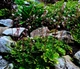 Камнеломка теневая «Вариегата» Saxifraga umbrosa 'Variegata' Р9 - изображение 2