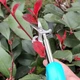 Садовые ножницы 20 см из высокоуглеродистой стали для обрезки веток и сбора плодов голубые - изображение 8