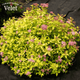 Спирея японская Голден Принцесс. (Spiraea japonica Golden Princess) Р9 - изображение 1
