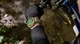 Смарт-часы Amazfit T-Rex 3 Pro 44mm (Black Gold) UA - изображение 14