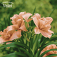Лилейник Double Dream - махровый абрикосово-персиковый сорт - изображение 2