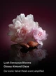 Набір для тіла Victoria's Secret Velvet Petals Intense Міст 250 мл + Лосьйон 236 мл - зображення 4
